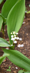 Fototapeta premium Lily of the valley flower (Lat. Convallaria) is white in the spring forest 