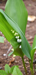 Fototapeta premium Lily of the valley flower (Lat. Convallaria) is white in the spring forest 