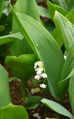 Fototapeta premium Lily of the valley flower (Lat. Convallaria) is white in the spring forest 