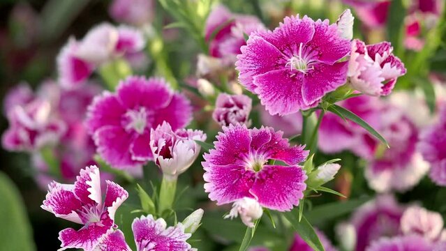 Tokyo, Japan - May 12, 2022: Closeup of dianthus flowers in the morning
