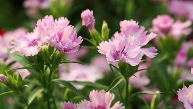 Tokyo, Japan - May 12, 2022: Closeup of dianthus flowers in the morning
