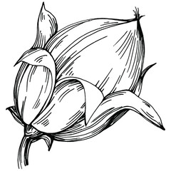 Jojoba tree and beans in graphic style hand draw on white background. Isolated object with engraved style illustration. The best for design logo, menu, label, icon, stamp.