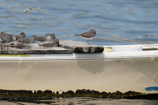 Grey Tailed Tattler On A Boat