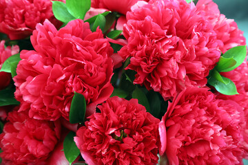 Beautiful pink and white Peonie flowers