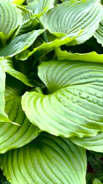 Big green leafy background