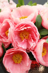 Beautiful pink and white Peonie flowers