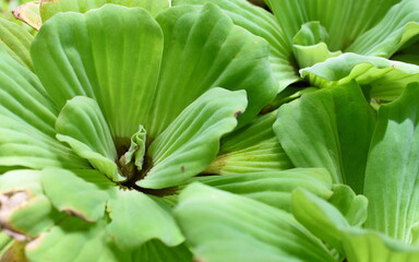 close up of plant