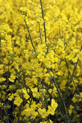 Obraz premium A field of bright yellow Rapeseed flowers also known as Canola flowers, located in UK