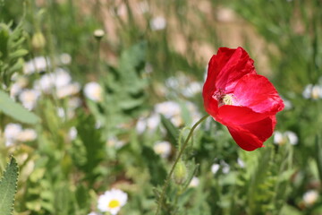 Obraz premium Red Poppy Flower Bent with Wind