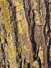 tree bark texture in the sun. green and yellow moss on bark