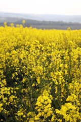A field of bright yellow Rapeseed flowers also known as Canola flowers, located in UK