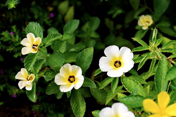 Turnera​ subulata​ G.E.Sm, Turnera​ ulmifolia, Sage rose, West​ India holly, yellow​ alder, TURNERACEAE​.
