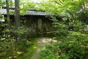 新緑の洛北の蓮華寺の境内