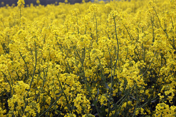 Obraz premium A field of bright yellow Rapeseed flowers also known as Canola flowers, located in UK