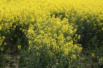 Obraz premium A field of bright yellow Rapeseed flowers also known as Canola flowers, located in UK