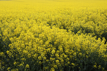 A field of bright yellow Rapeseed flowers also known as Canola flowers, located in UK