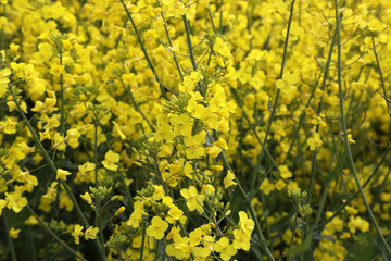 A field of bright yellow Rapeseed flowers also known as Canola flowers, located in UK