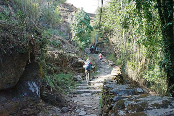 A Man hiking down rocky trail steps among natural landscape of green rainforest park- Nepal