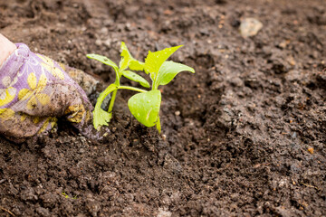A woman transplants seedlings into a soil. Preparation and planting of vegetable seedlings in the greenhouse. Spring transplanting of seedlings of cucumbers, pumpkins, zucchini.copy space