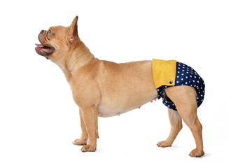 French Bulldog dog wearing fabric period diaper pants for protection on white background
