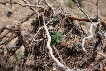 roots of tree