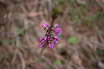 flowers in the garden