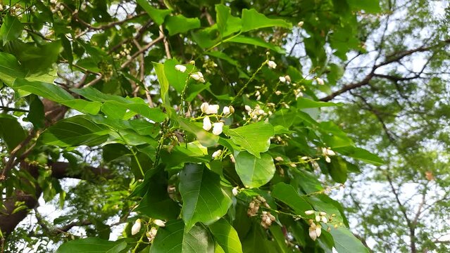 Millettia pinnata flowers. It is a species of tree in the pea family Fabaceae. Its other names  Pongamia pinnata, Indian beech and Pongame oiltree. Oil is extracted from its seeds. It is used in many 