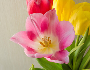 bouquet of multicolored tulips