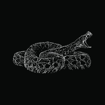 urutu snake hand drawing vector illustration isolated on black background