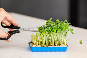 Radish cress on wooden White table and hand with scissor. Kaiware Daikon Sprouts, radish sprout....