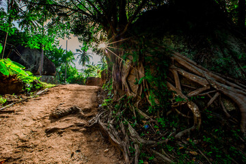 panoramic background of high mountain scenery, overlooking the atmosphere of the sea, trees and wind blowing in a cool blur, spontaneous beauty