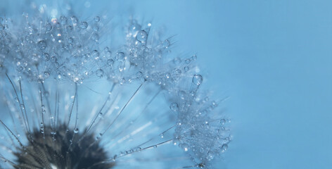 Part of a dandelion flower with dew drops flower background, extreme closeup with soft focus, beautiful nature details, in blue toning