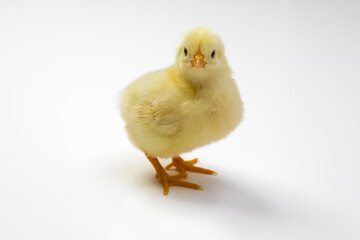 Cute little yellow baby chicken isolated on white background