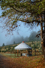 gazebo in the forest