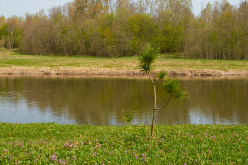 A young sprout of a pine tree on the river bank