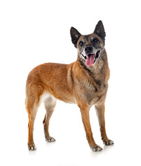 malinois in studio