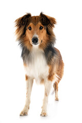 Shetland Sheepdog in studio