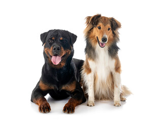 Fototapeta premium Shetland Sheepdog and rottweiler