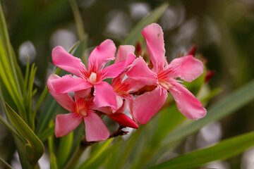 pink lily flower