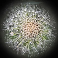 Rolgordijnen Dandelion © Marina Komleva