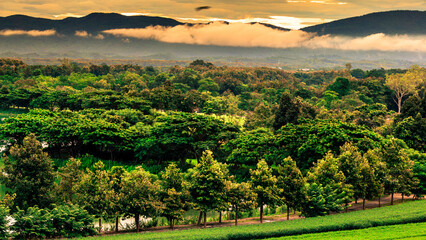 The view of the natural background of the mountain close-up, with blurred fog scattered in the rainy season or the humid climate, with beautiful green trees in the ecological system