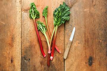 frischer Rhabarber Stange Stiel Ernte