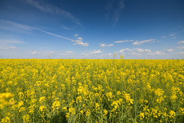Wide angle view of a big field wit rapeseed flower plants photographed against blue sky during a sunny day. Agriculture landscape and farming industry.