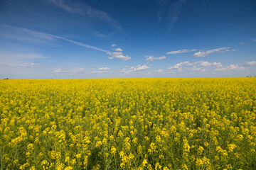 Obraz premium Wide angle view of a big field wit rapeseed flower plants photographed against blue sky during a sunny day. Agriculture landscape and farming industry.