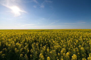 Fototapeta premium Wide angle view of a big field wit rapeseed flower plants photographed against blue sky during a sunny day. Agriculture landscape and farming industry.