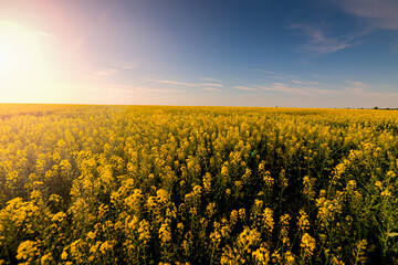 Obraz premium Beautiful summer sunset landscape over a field of rapeseed flowers used to produce colza oil. Agriculture and farming industry.