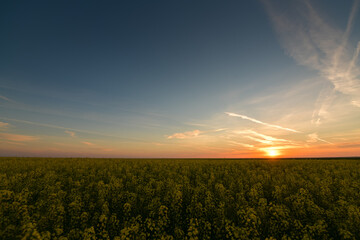 Beautiful summer sunset landscape over a field of rapeseed flowers used to produce colza oil. Agriculture and farming industry.