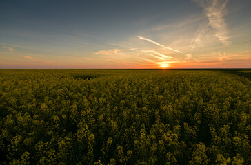 Beautiful summer sunset landscape over a field of rapeseed flowers used to produce colza oil. Agriculture and farming industry.