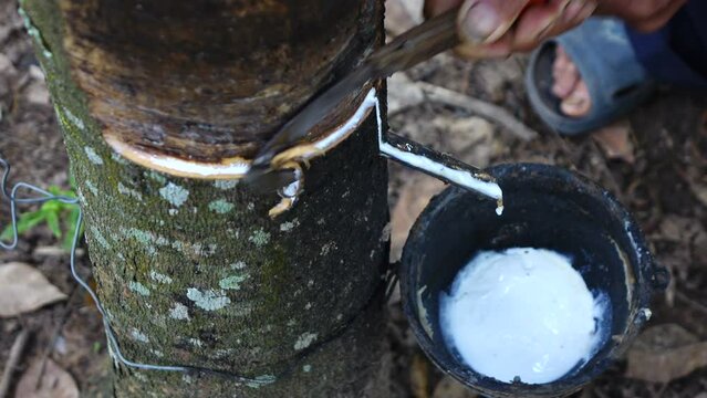 Slow motion of farmer rubber tapping 