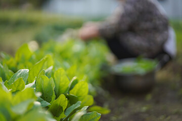 ほうれん草を収穫する女性